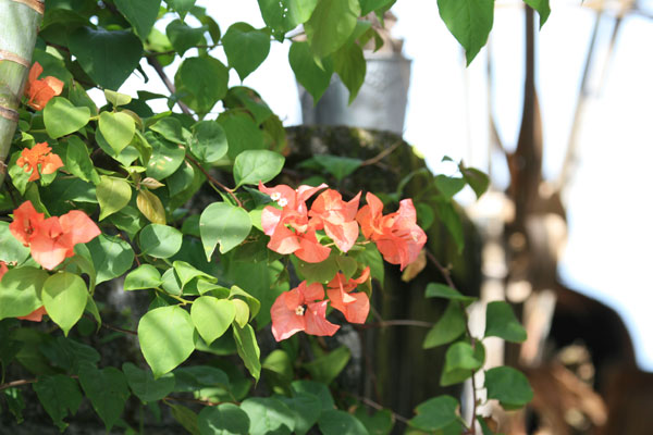 �����𑜓x�̃t���[�ʐ^�f�ނ��J��