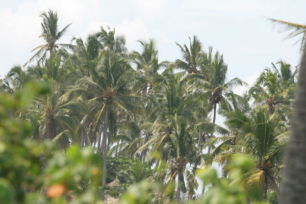 �����𑜓x�̃t���[�ʐ^�f�ނ��J��