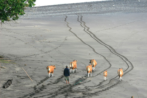 �����𑜓x�̃t���[�ʐ^�f�ނ��J��