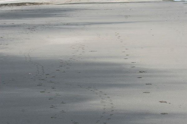 �����𑜓x�̃t���[�ʐ^�f�ނ��J��