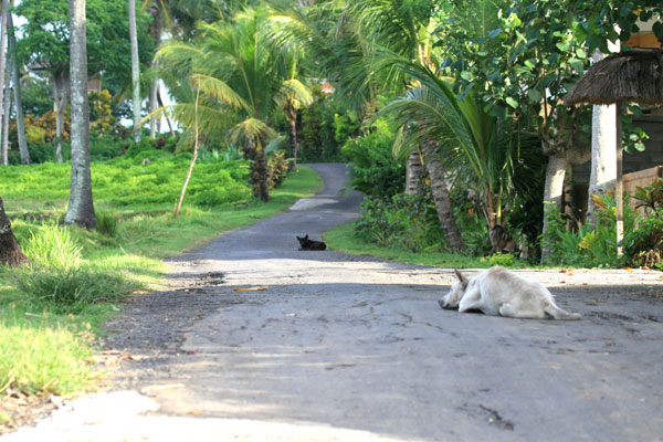 �����𑜓x�̃t���[�ʐ^�f�ނ��J��