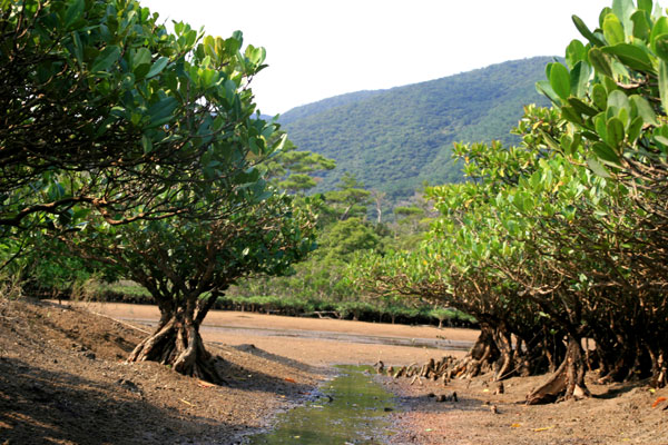 �����𑜓x�̃t���[�ʐ^�f�ނ��J��