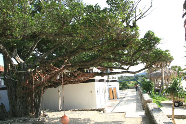 �����𑜓x�̃t���[�ʐ^�f�ނ��J��