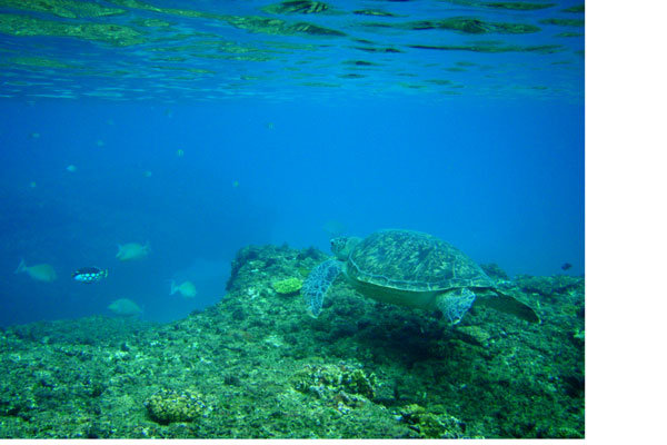 �����𑜓x�̃t���[�ʐ^�f�ނ��J��