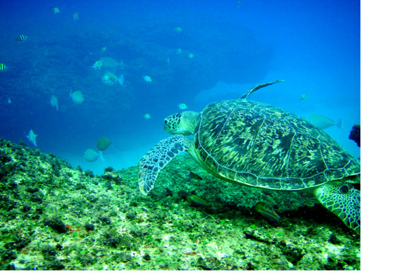 �����𑜓x�̃t���[�ʐ^�f�ނ��J��