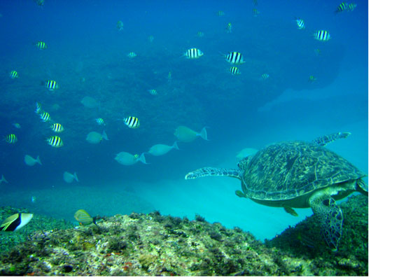 �����𑜓x�̃t���[�ʐ^�f�ނ��J��