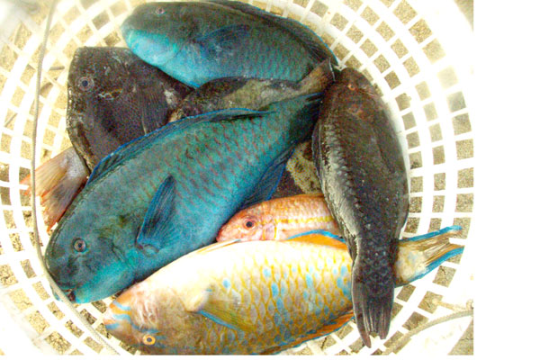 �����𑜓x�̃t���[�ʐ^�f�ނ��J��